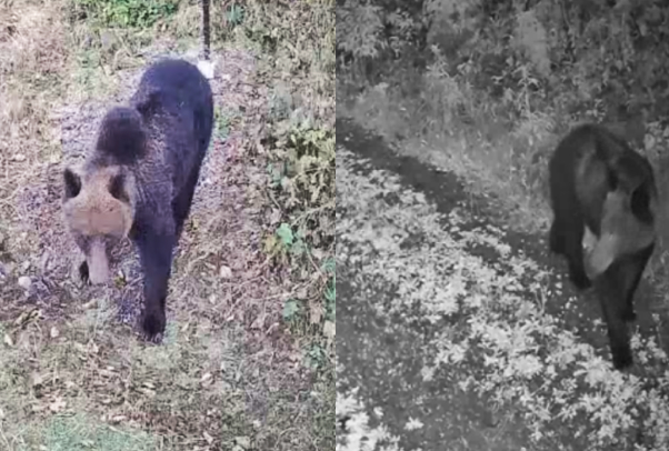 24時間、365日見守り