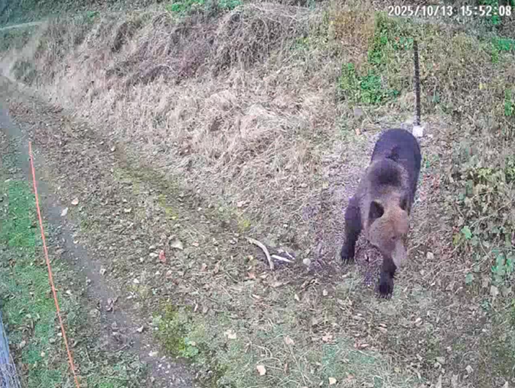 クマの撮影画像
